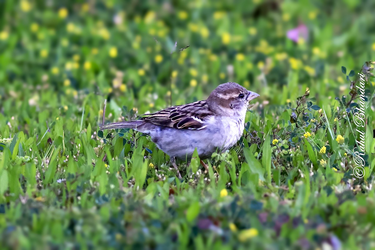 House Sparrow - ML643778710