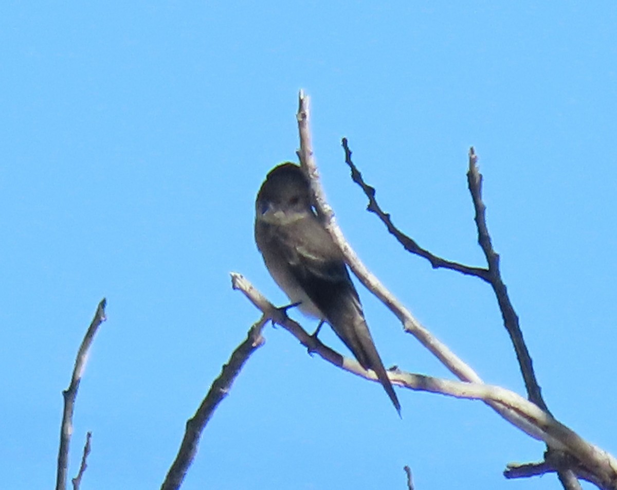 Western Wood-Pewee - ML643778730