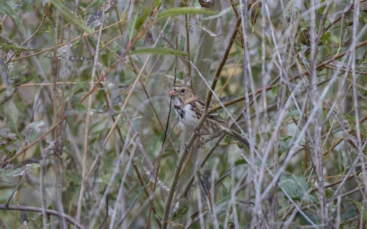 Harris's Sparrow - ML643778754