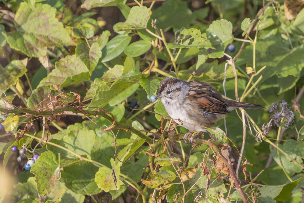 Swamp Sparrow - ML643778760