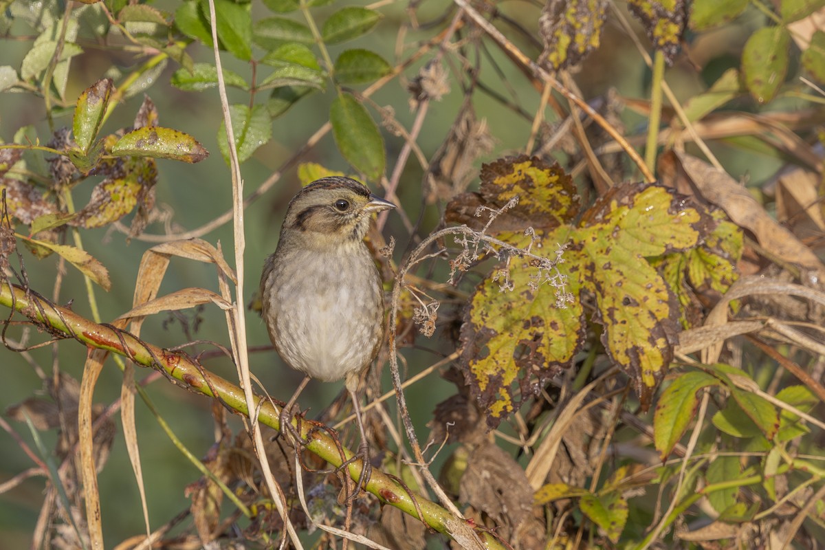 Swamp Sparrow - ML643778761