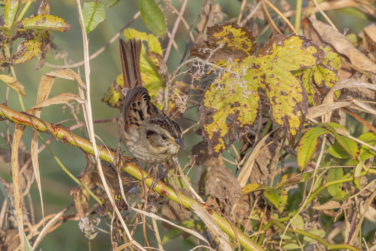 Swamp Sparrow - ML643778762