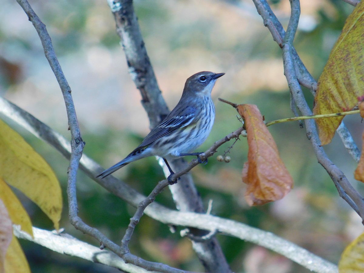 キヅタアメリカムシクイ（coronata） - ML643778775