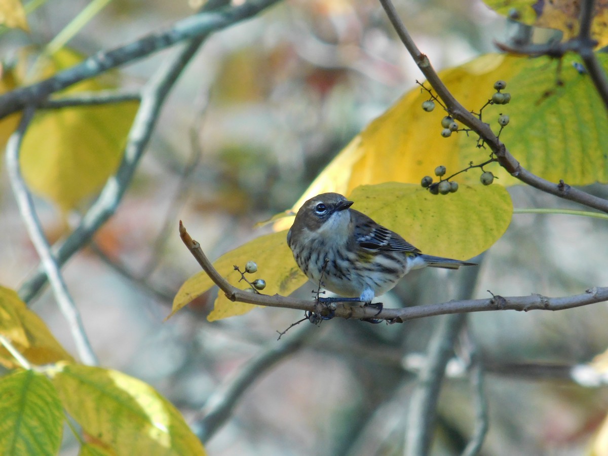 キヅタアメリカムシクイ（coronata） - ML643778776
