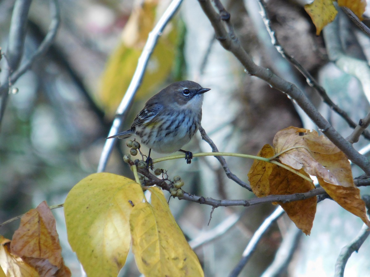 キヅタアメリカムシクイ（coronata） - ML643778777