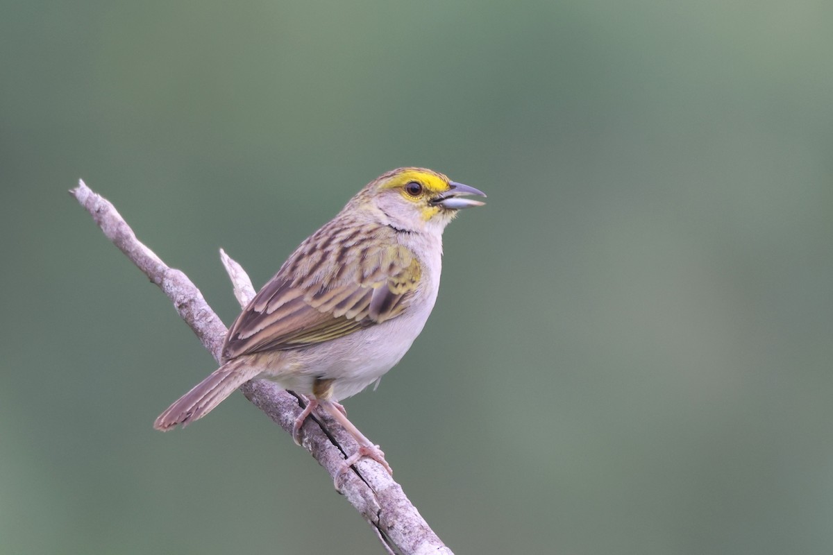 Yellow-browed Sparrow - ML643778788