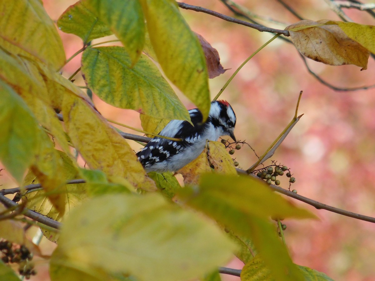 セジロコゲラ（pubescens／medianus） - ML643778789