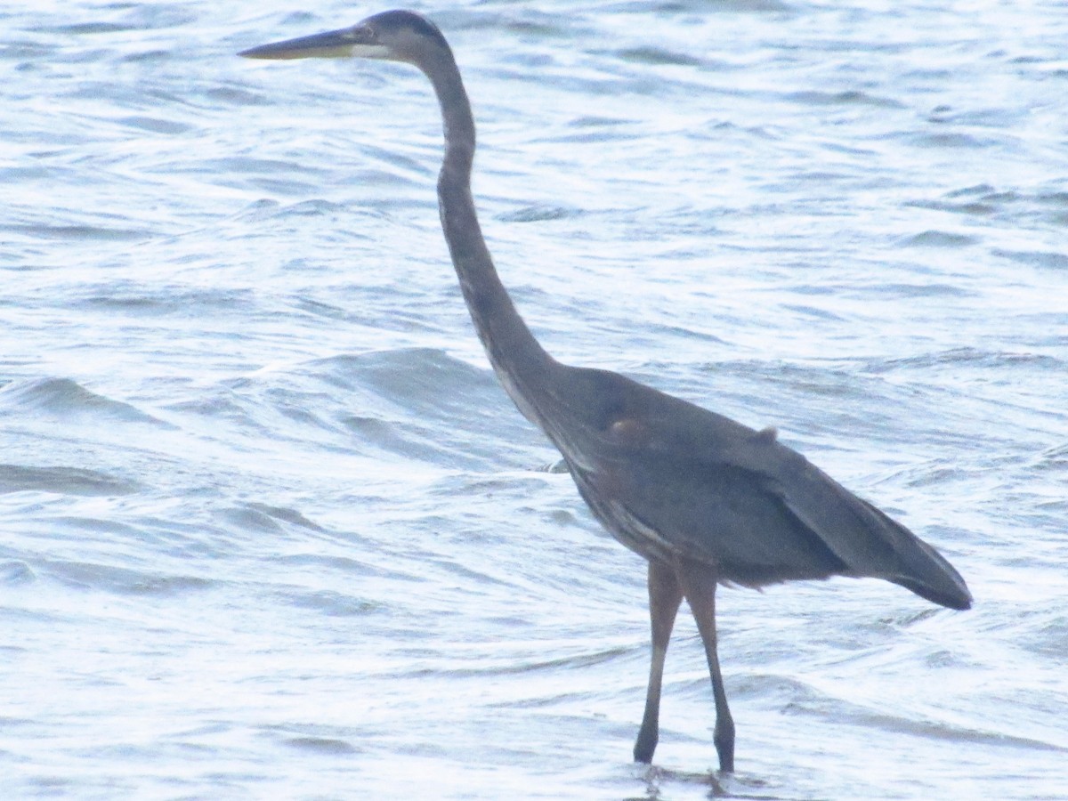 Great Blue Heron - ML643778804