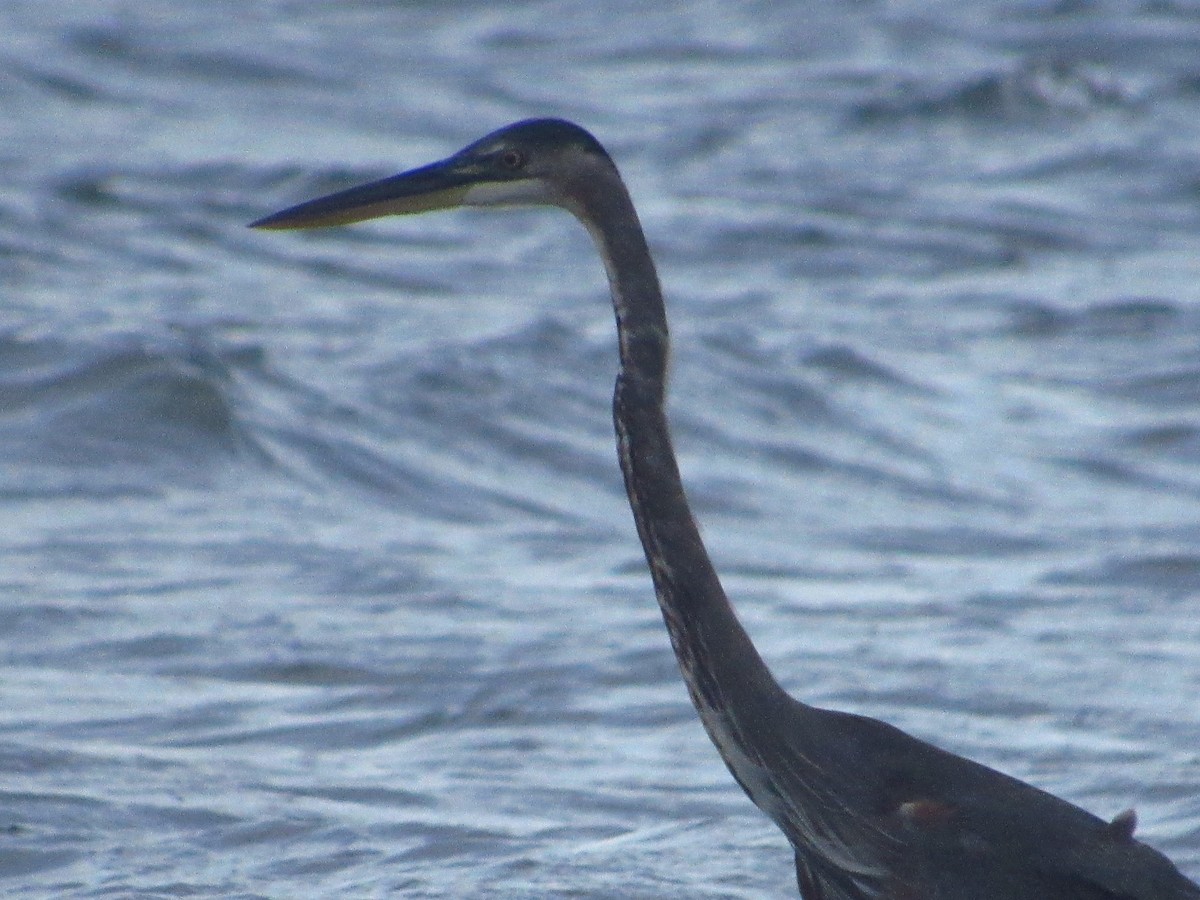 Great Blue Heron - ML643778805