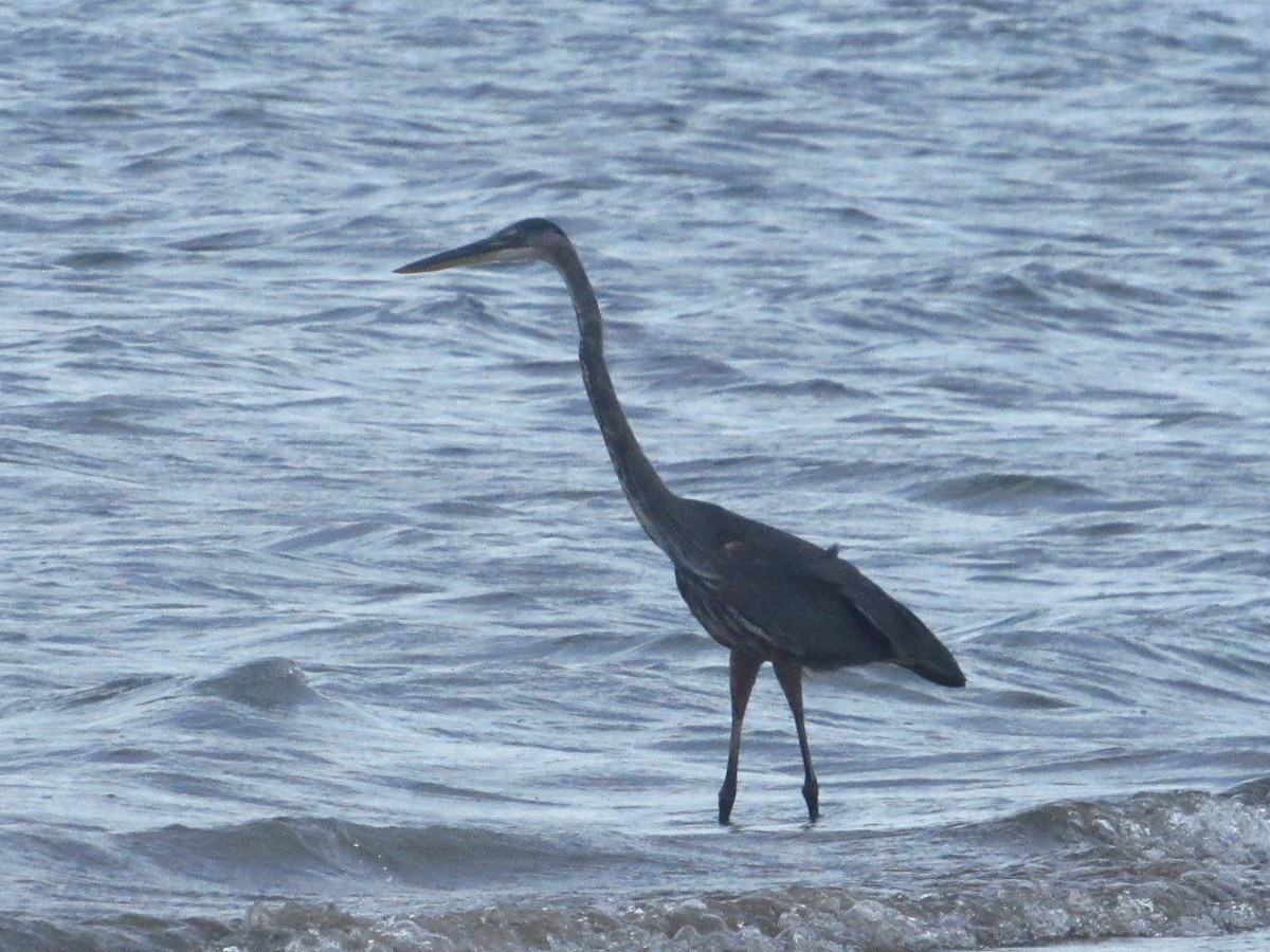 Great Blue Heron - ML643778807