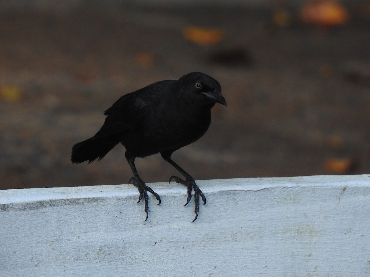 Greater Antillean Grackle - ML643778809