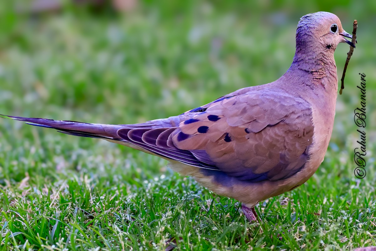 Mourning Dove - ML643778818