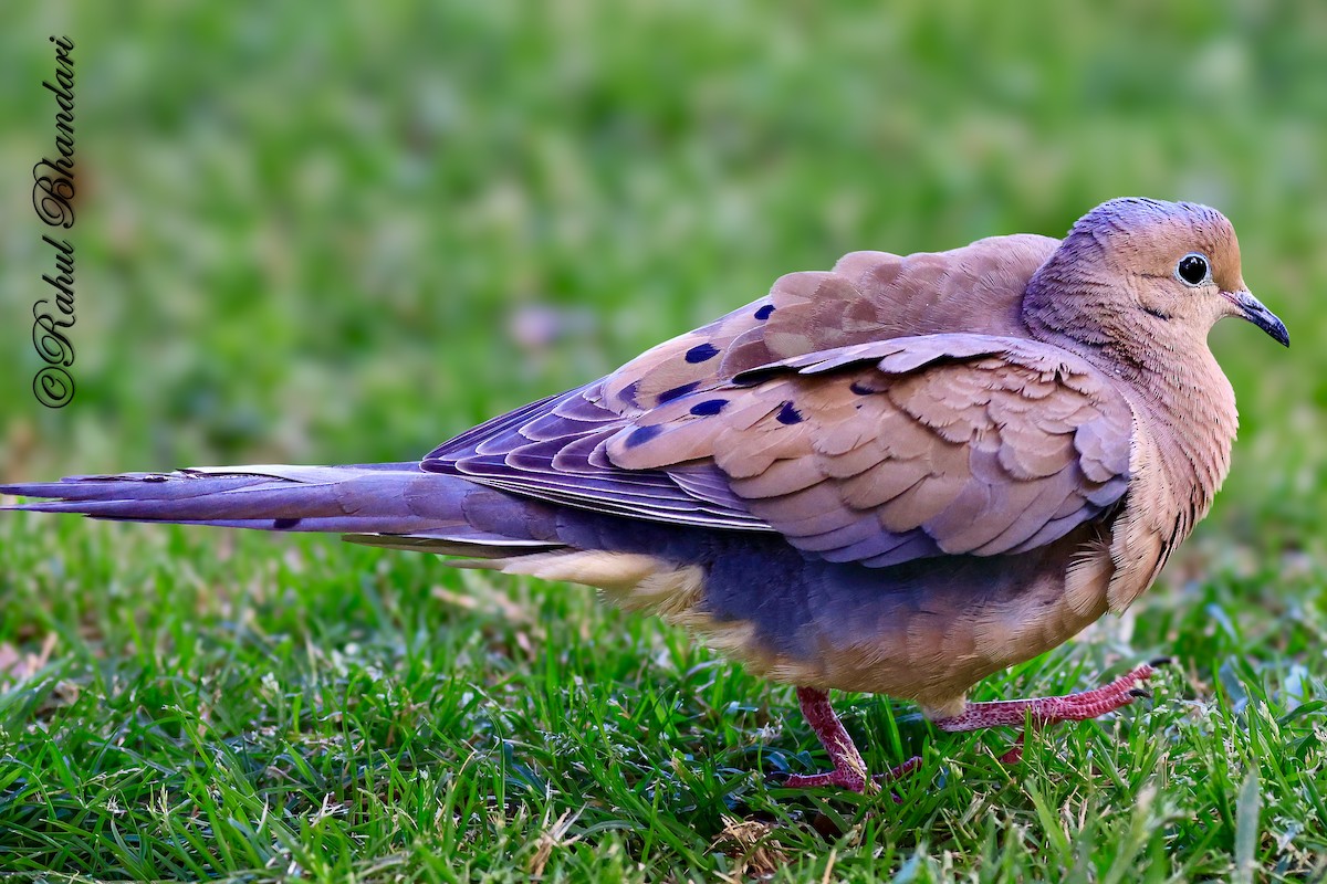 Mourning Dove - ML643778819
