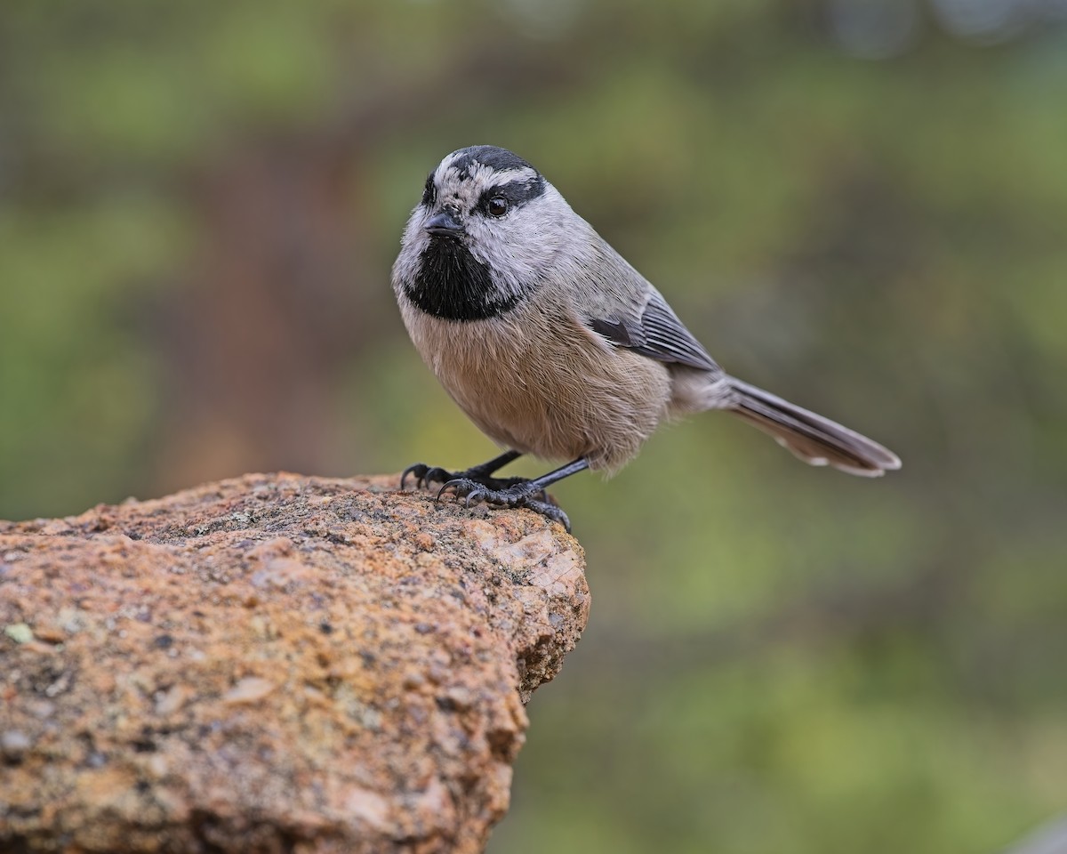 Mountain Chickadee - ML643778820
