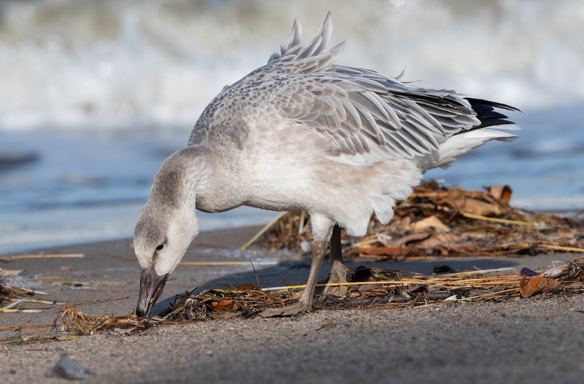 Snow Goose - ML643778824