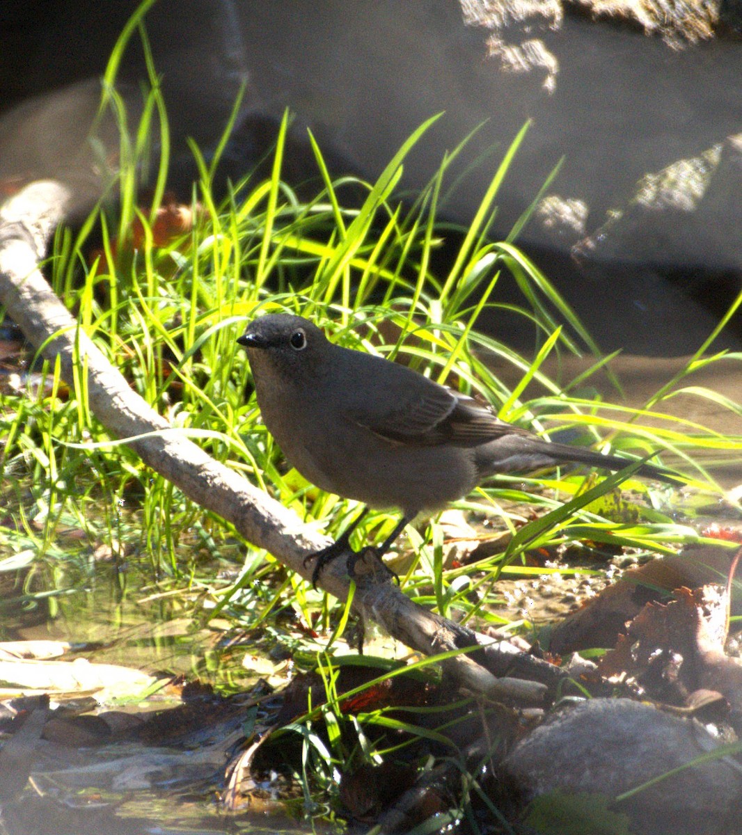Townsend's Solitaire - ML643778828