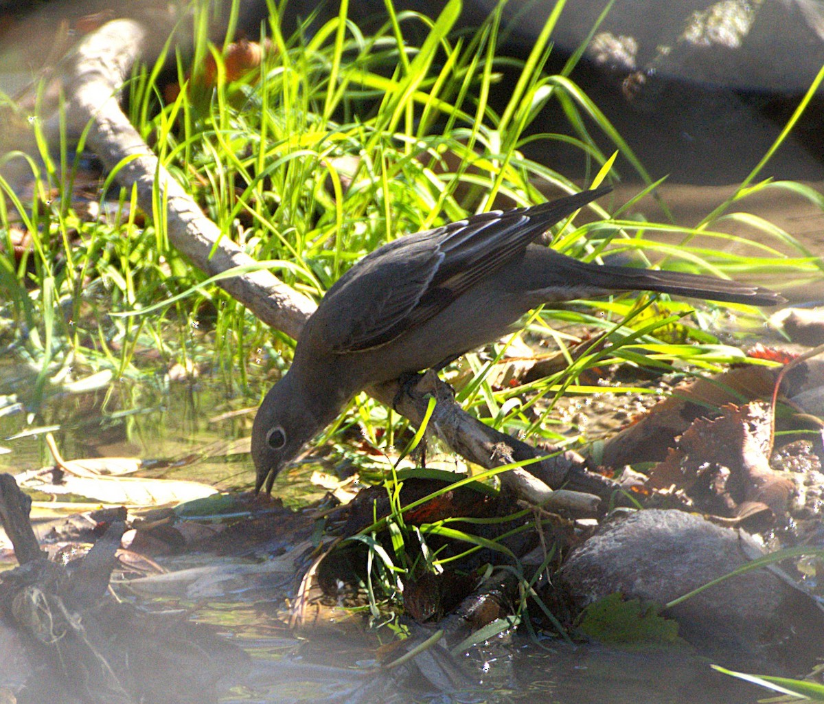Townsend's Solitaire - ML643778829