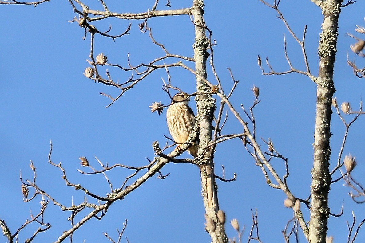 Хайргууна шонхор - ML643778831
