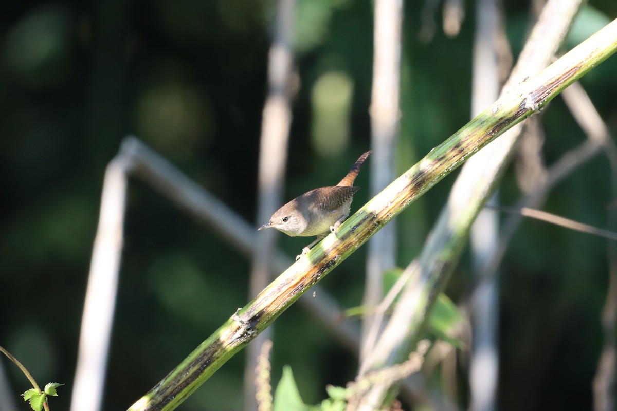 Northern House Wren - ML643778843
