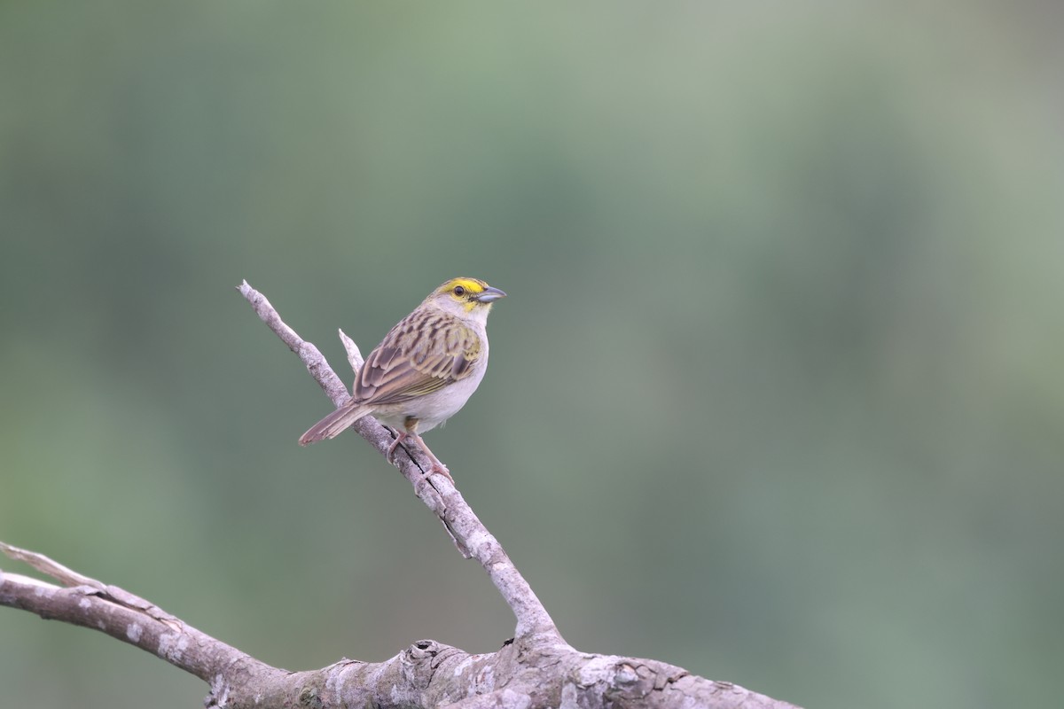 Yellow-browed Sparrow - ML643778849