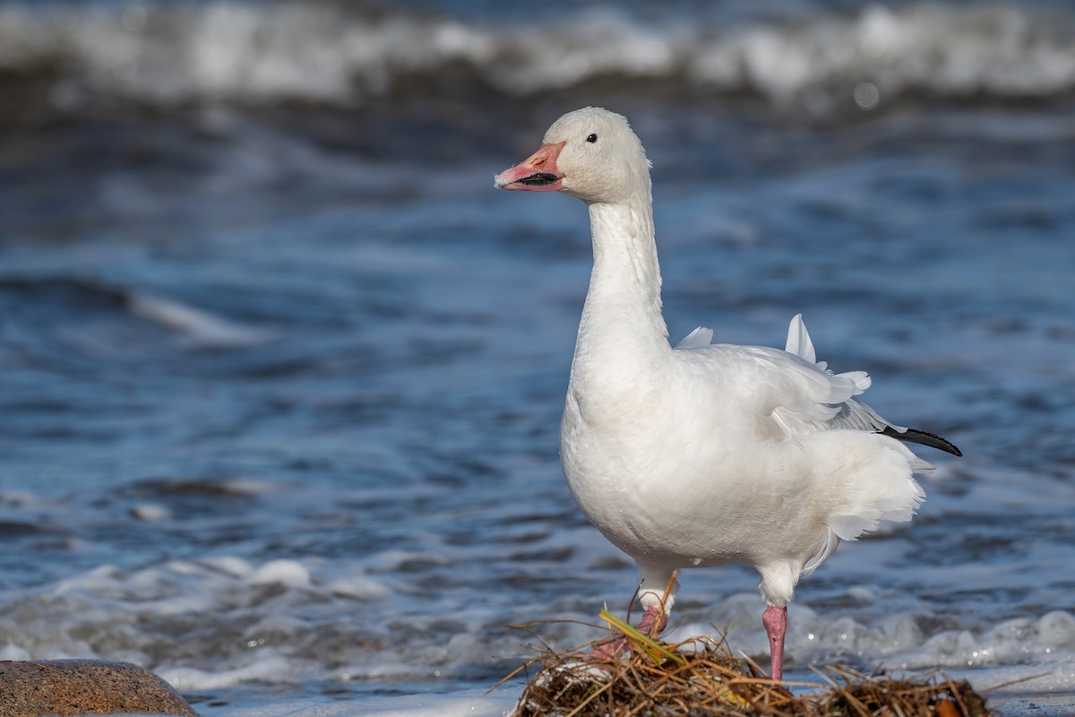 Snow Goose - ML643778873