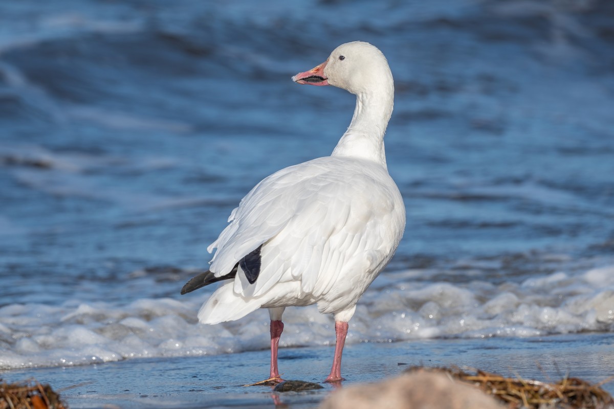 Snow Goose - ML643778880
