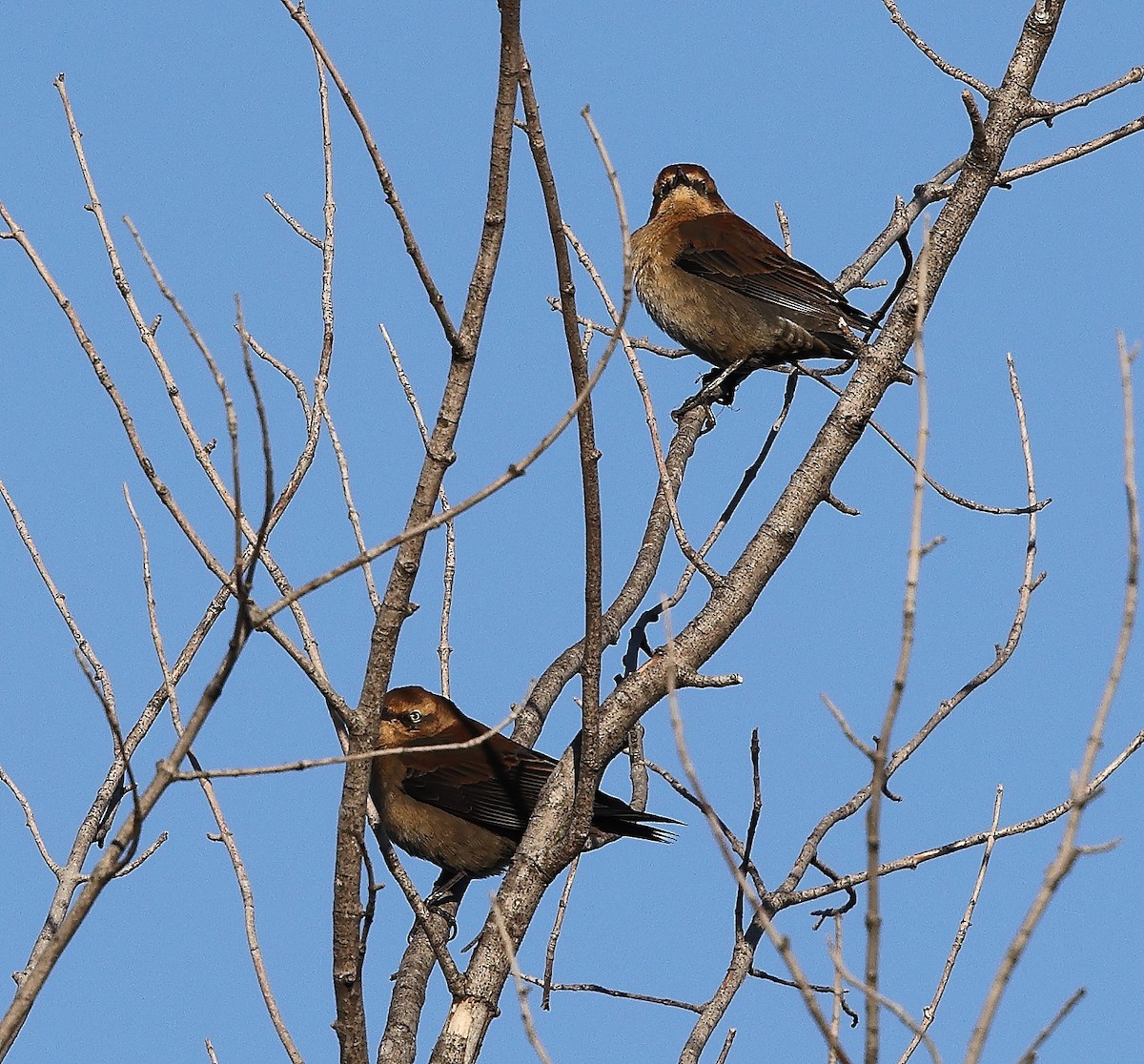 Rusty Blackbird - ML643778883