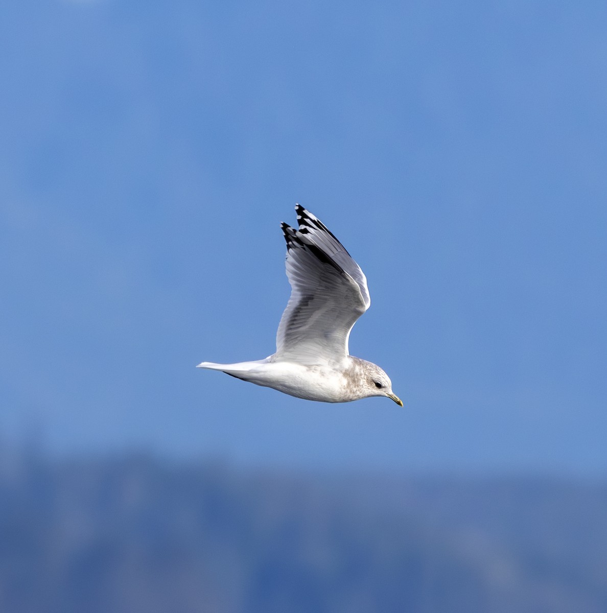 racek aljašský - ML643778893