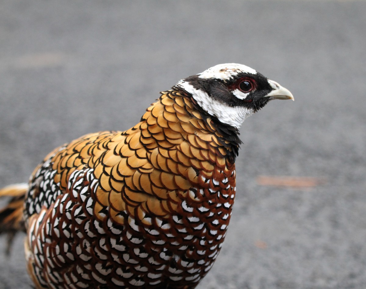 Animals - ML643778902