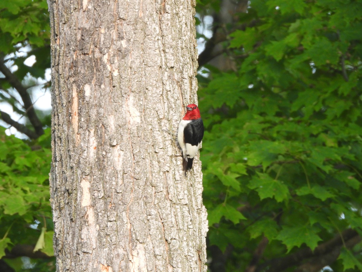 Red-headed Woodpecker - ML643778943