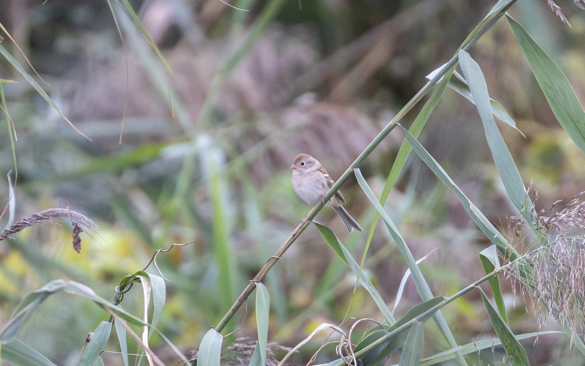 Field Sparrow - ML643778950