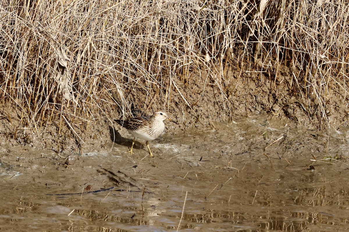 Bécasseau à poitrine cendrée - ML643778954