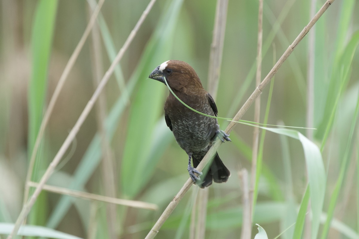 Grosbeak Weaver - ML643778955