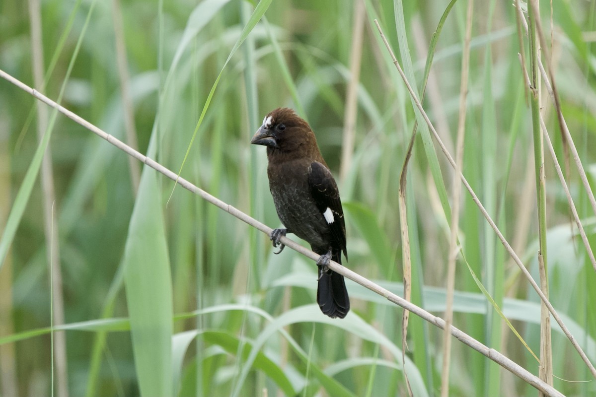 Grosbeak Weaver - ML643778957