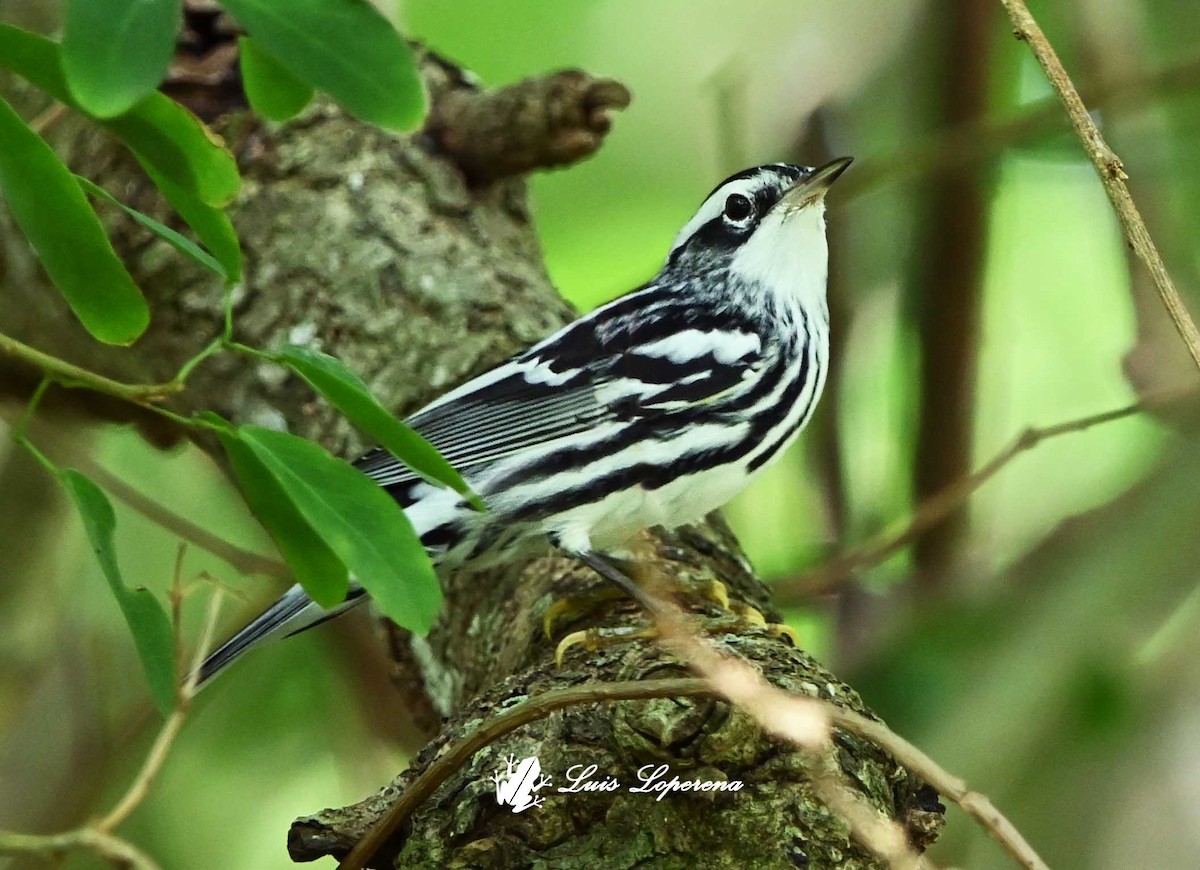 Black-and-white Warbler - ML643778961