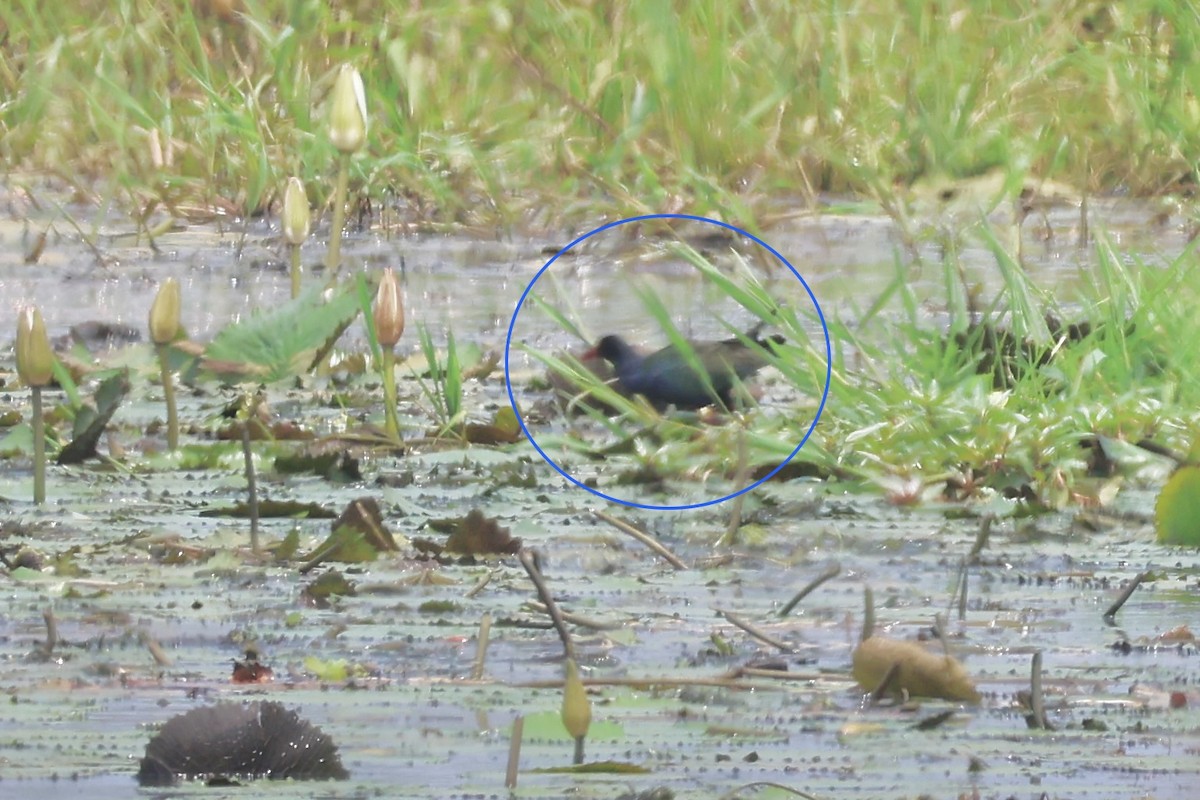 Allen's Gallinule - ML643778962