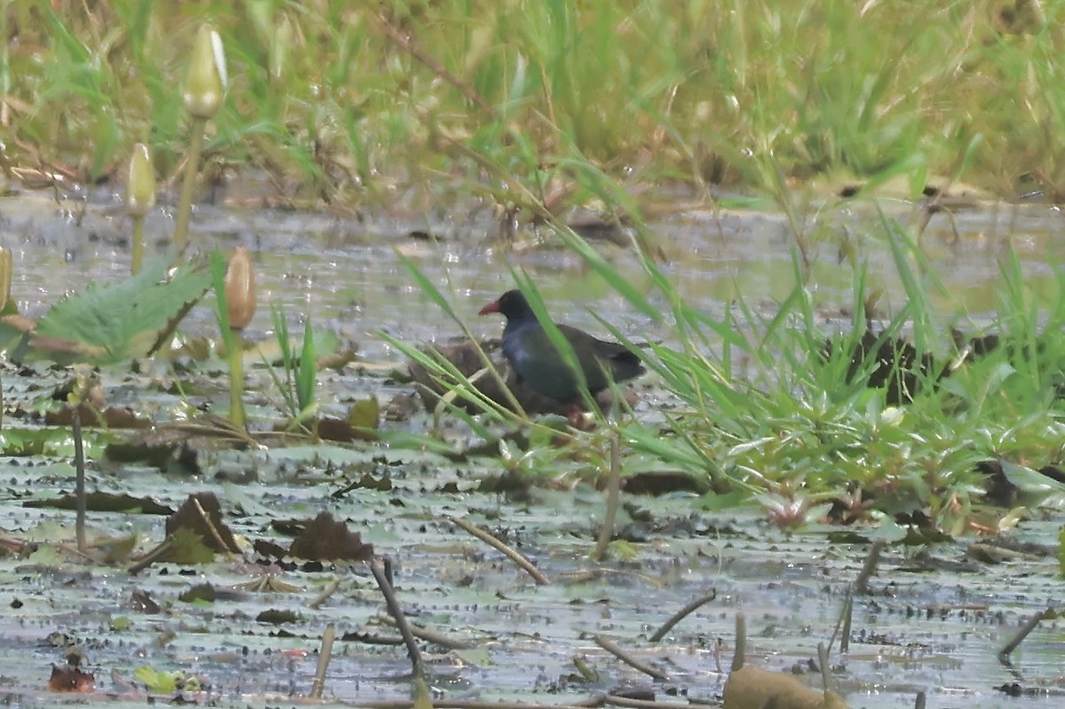 Allen's Gallinule - ML643778967