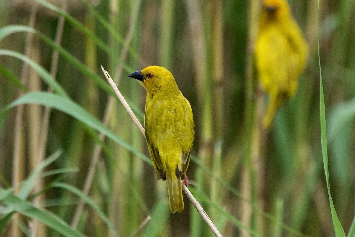 African Golden-Weaver - ML643778969