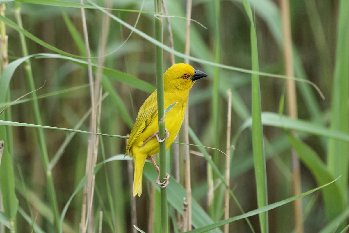 African Golden-Weaver - ML643778970