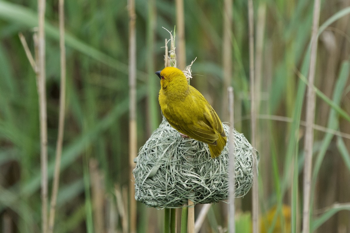 African Golden-Weaver - ML643778971