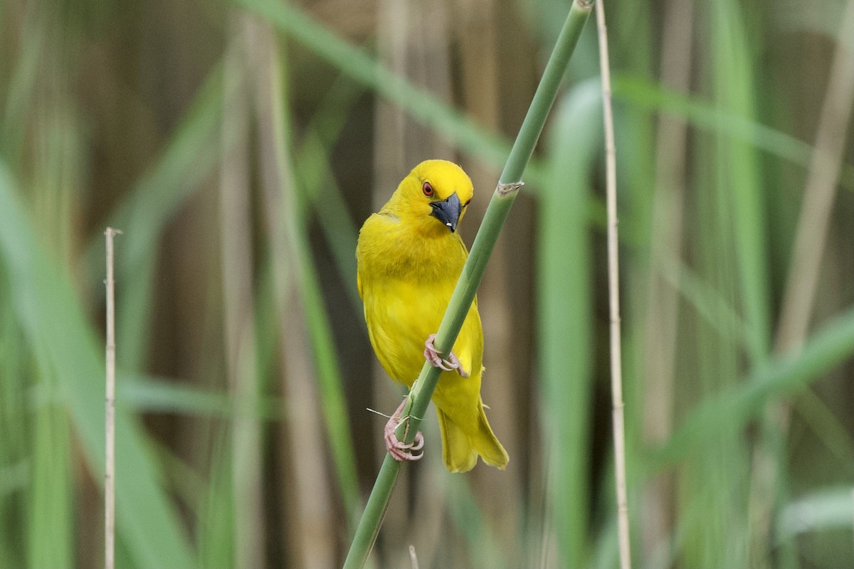 African Golden-Weaver - ML643778989
