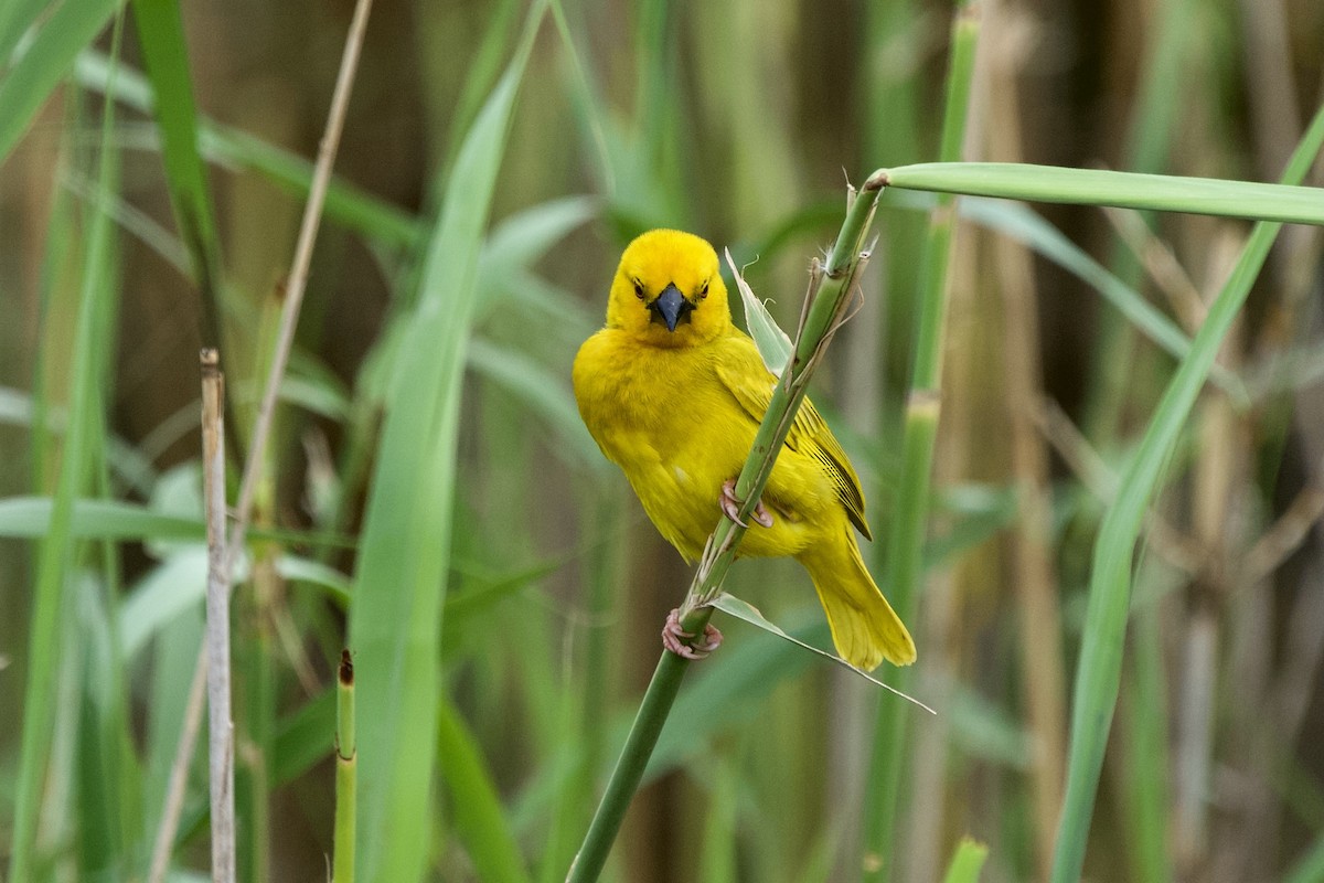 African Golden-Weaver - ML643778990