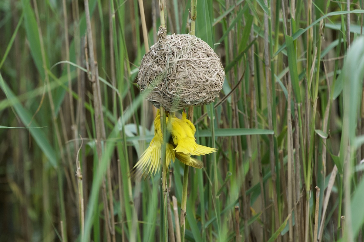 African Golden-Weaver - ML643778991