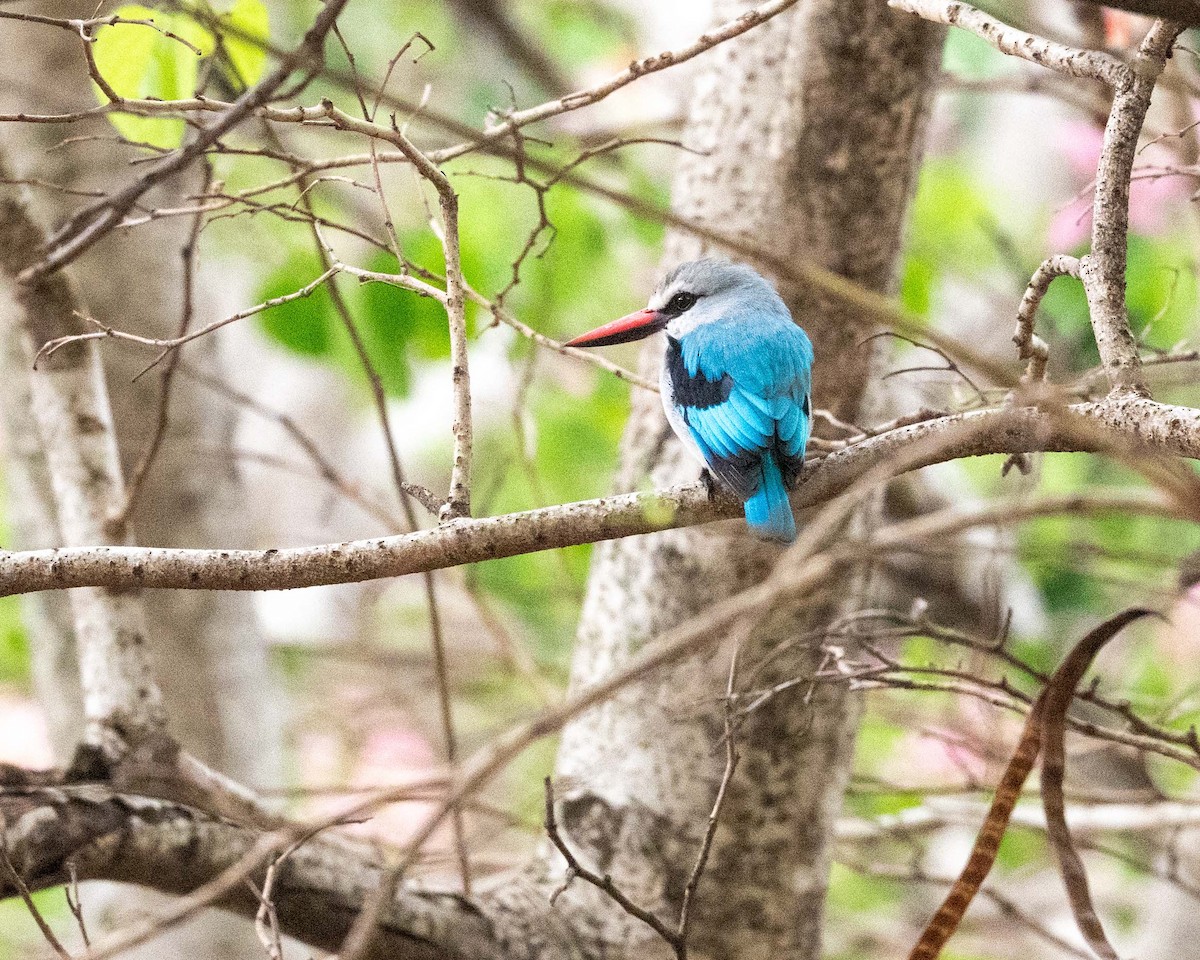 Woodland Kingfisher - ML643778994