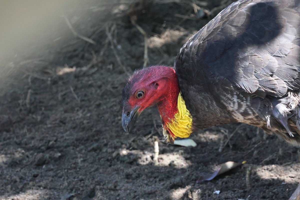 Australian Brushturkey - ML643779000