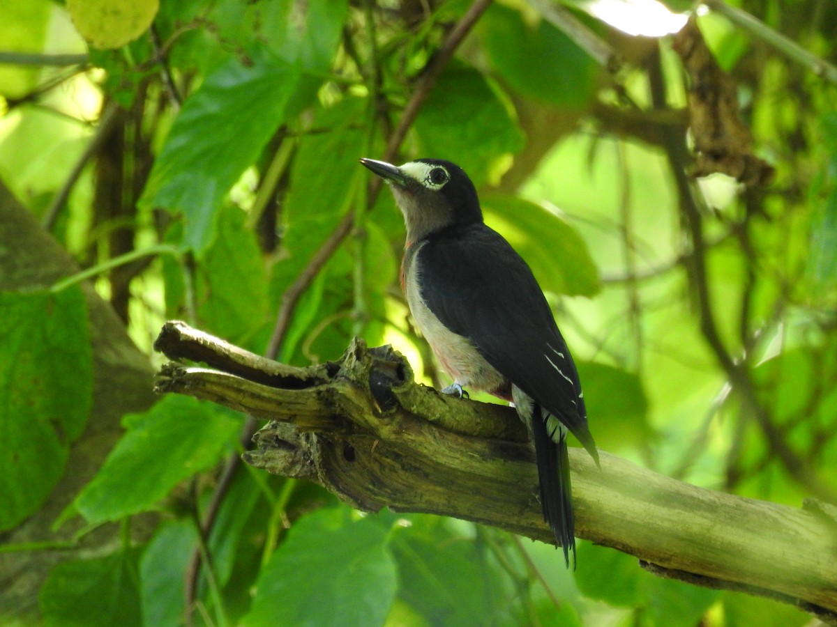 Puerto Rican Woodpecker - ML643779007