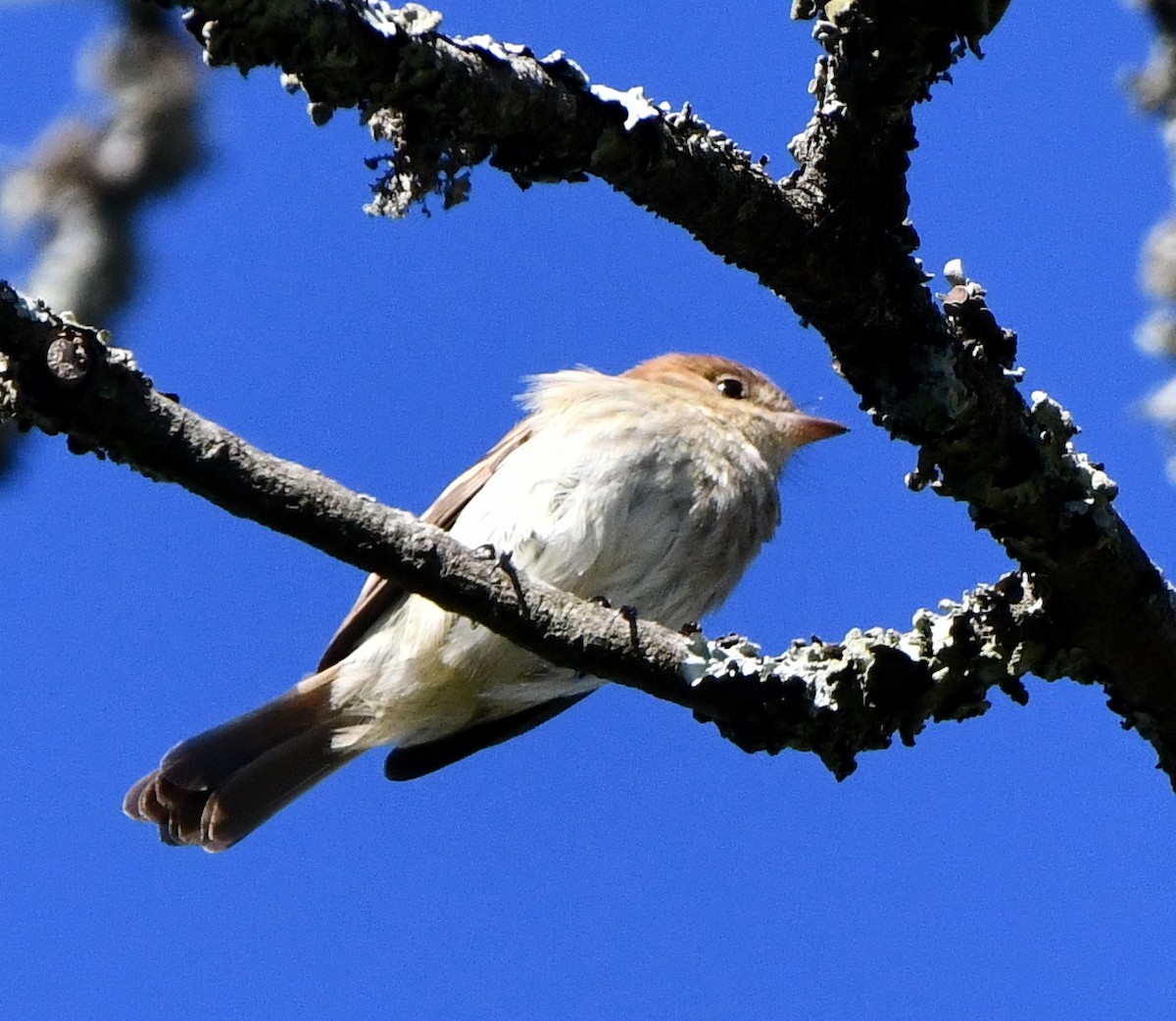 Bran-colored Flycatcher - ML643779009