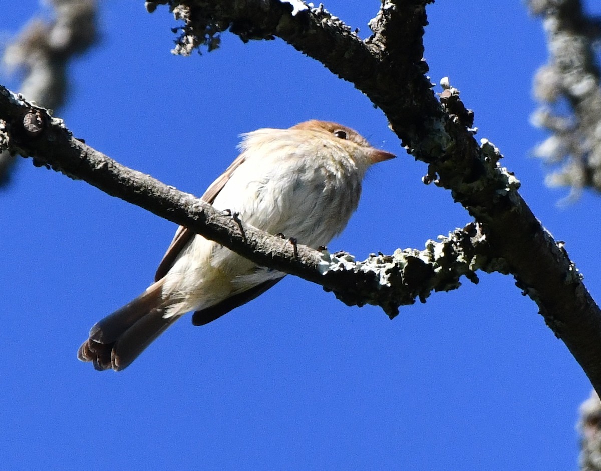 Bran-colored Flycatcher - ML643779012