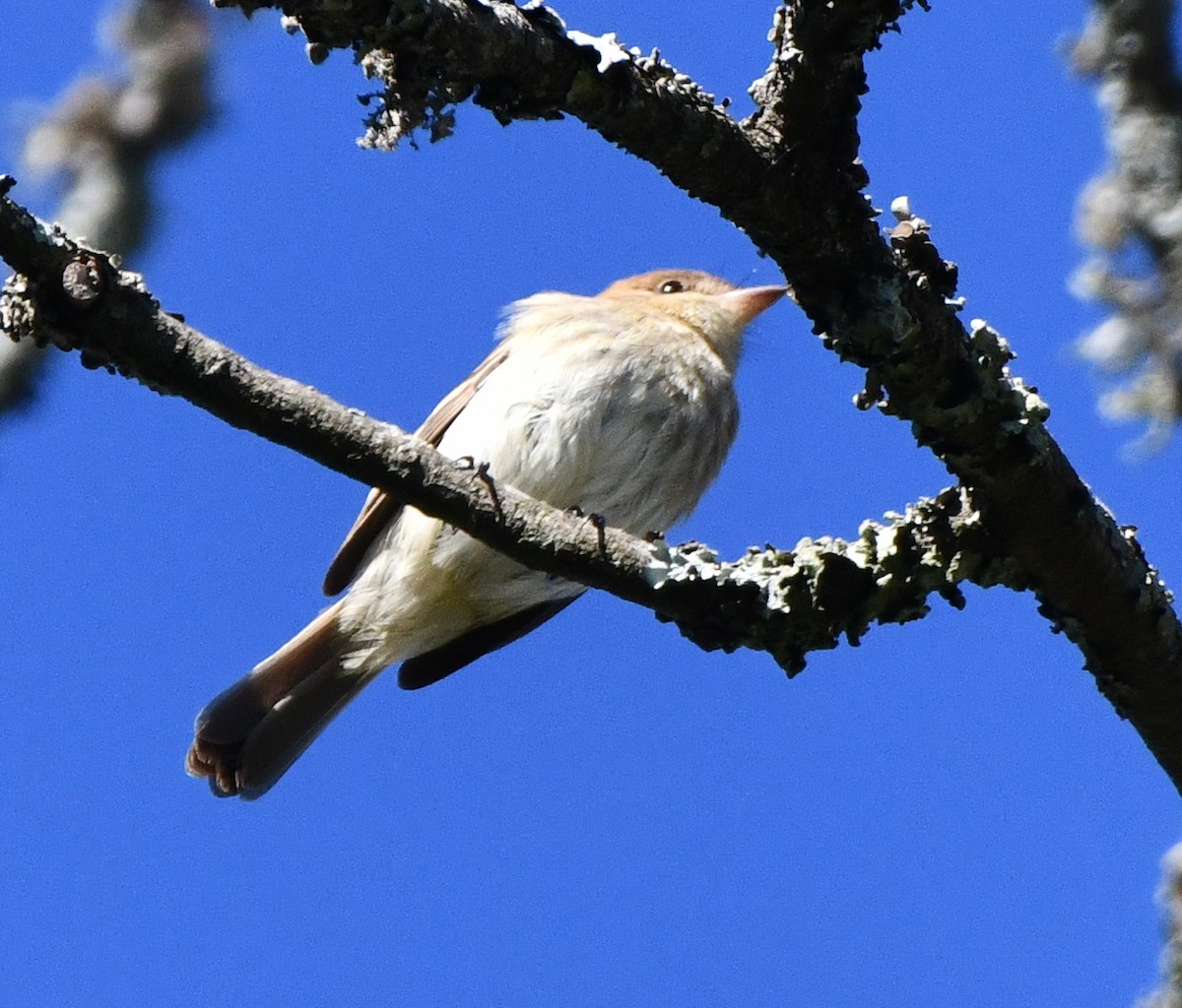 Bran-colored Flycatcher - ML643779020