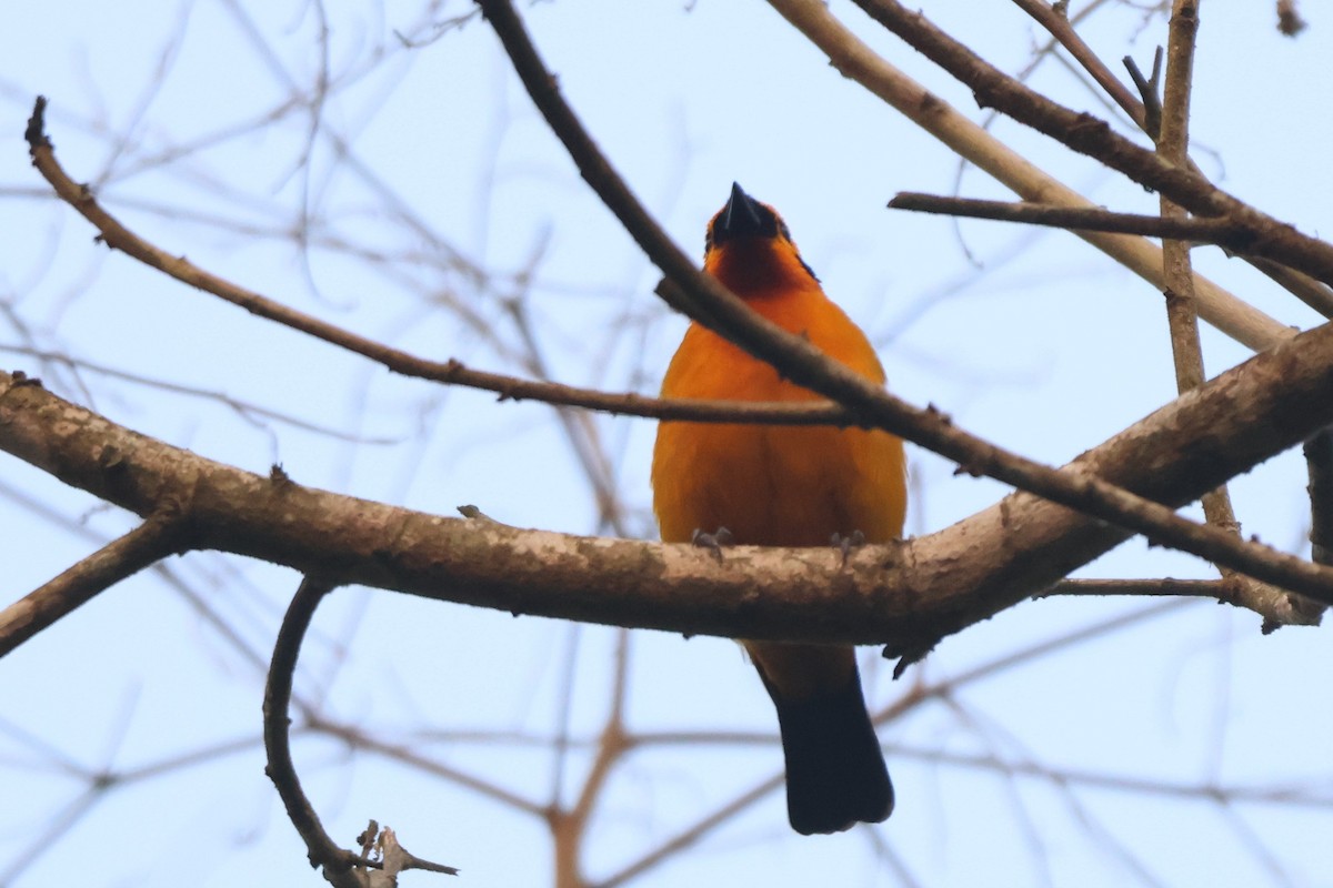Golden Tanager - ML643779023